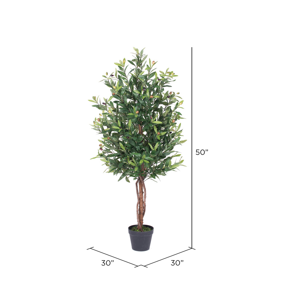 Potted Olive Tree 50"